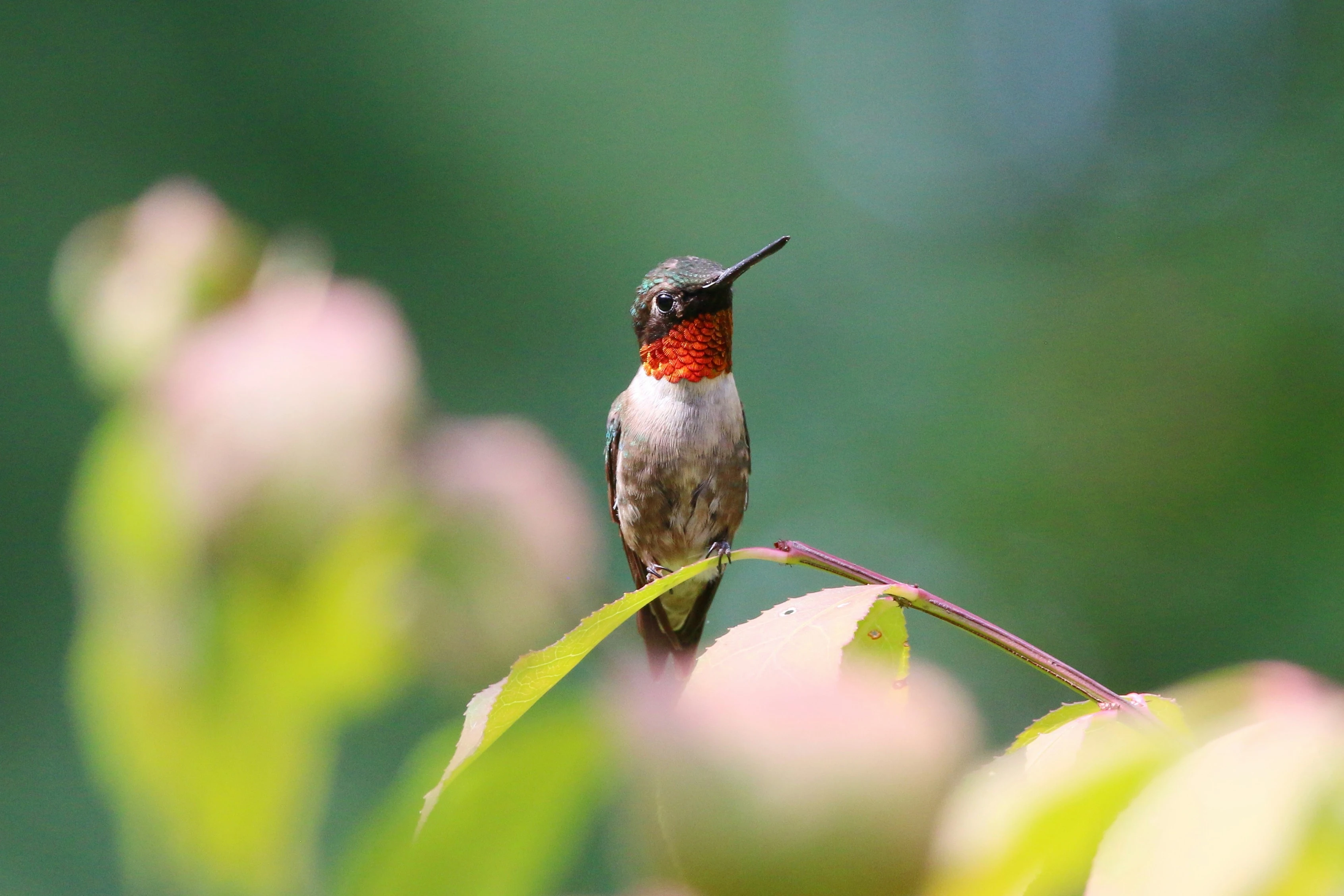 Ruby-throated hummingbird, Ontario