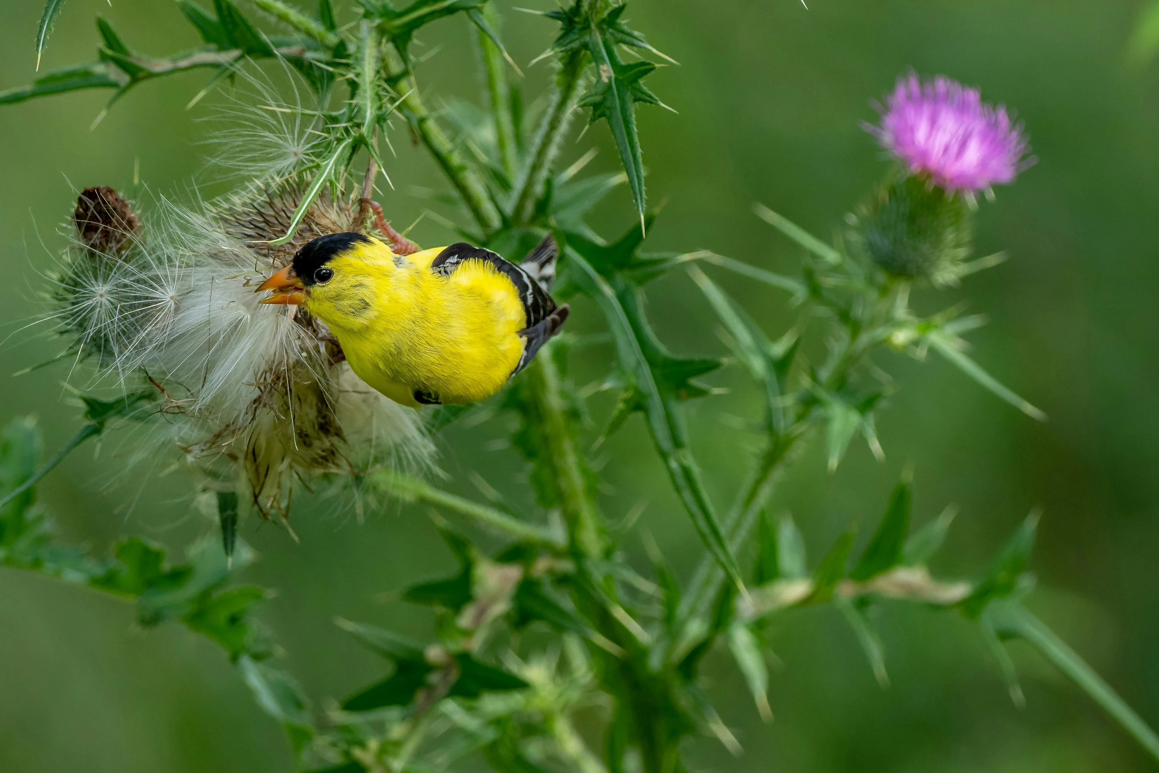Bright yellow male American Goldfinch perched on a green plant in Ontario