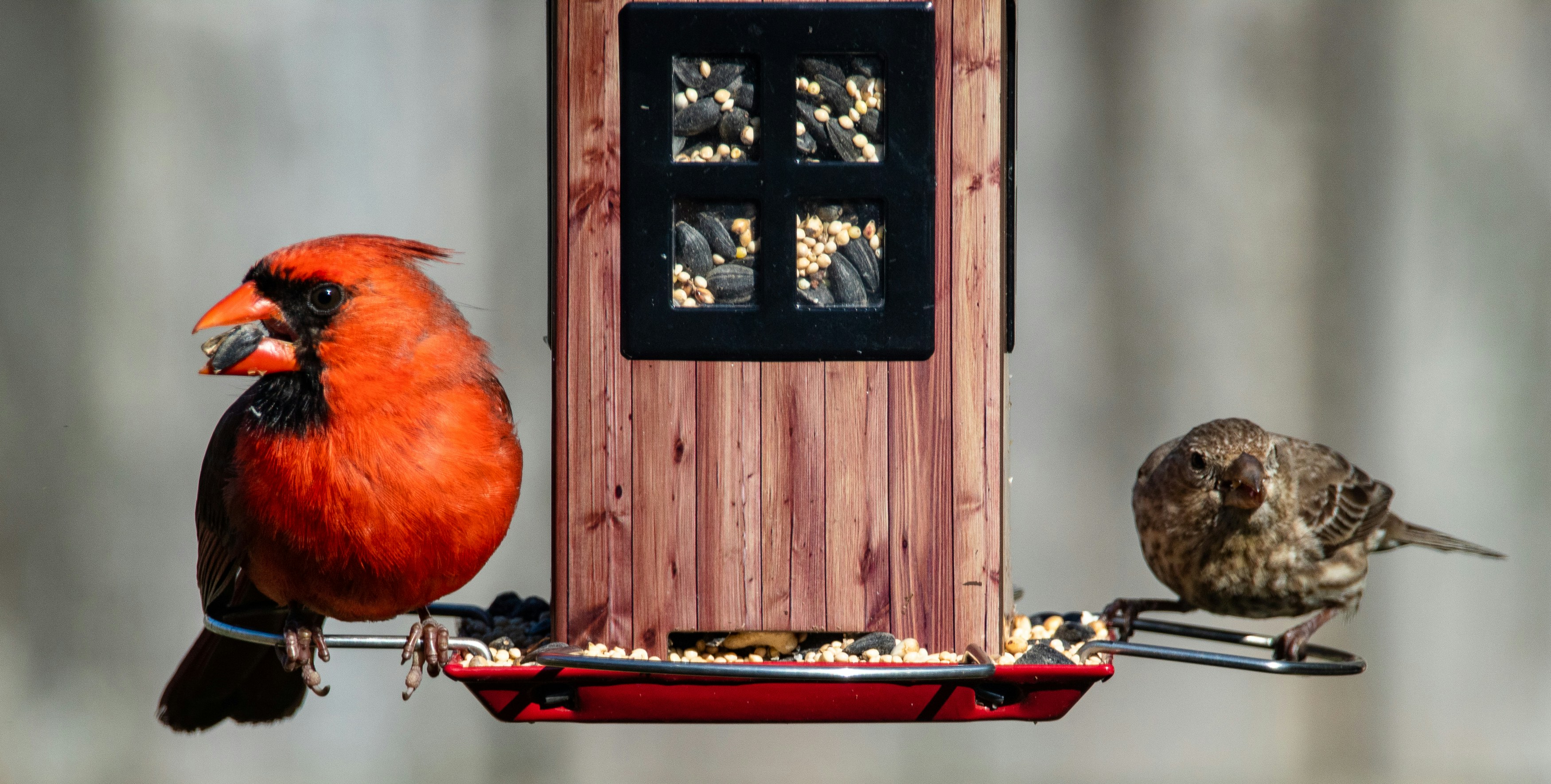 Bird feeder in an Ontario backyard