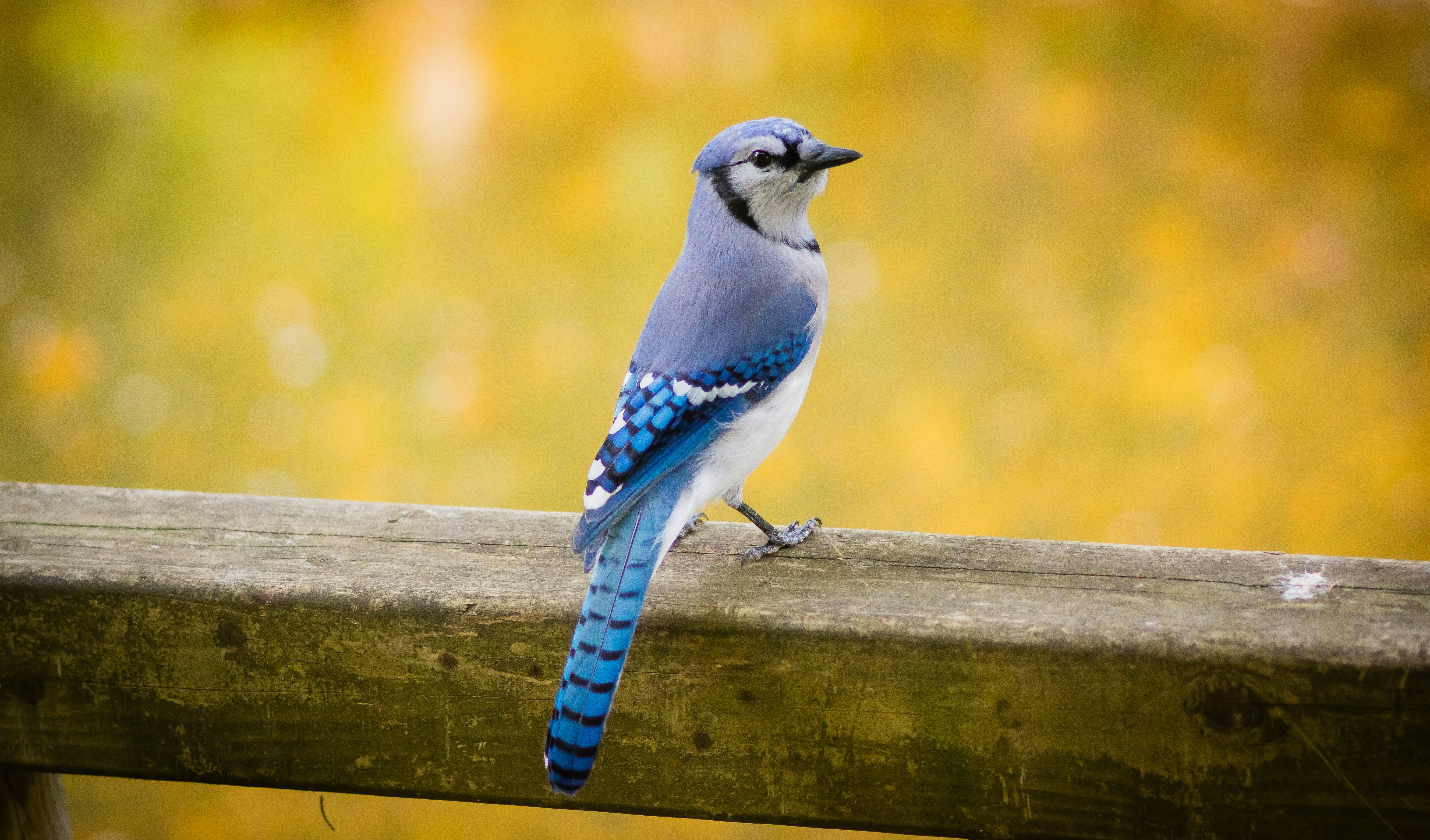 Blue Jay with raised crest perched on a wooden railing against a blurred golden autumn background