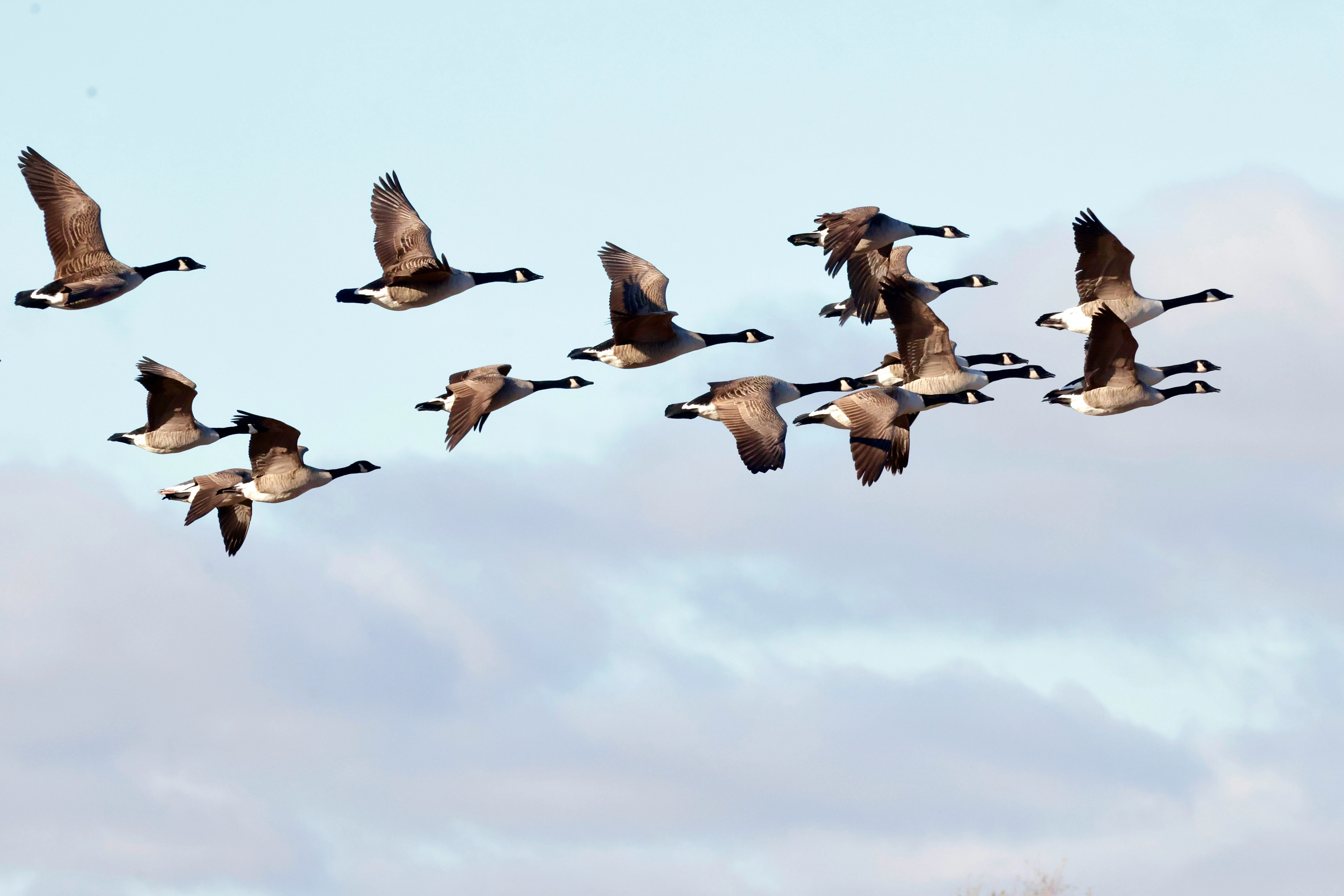 Flock of Canada geese flying in formation against a blue sky