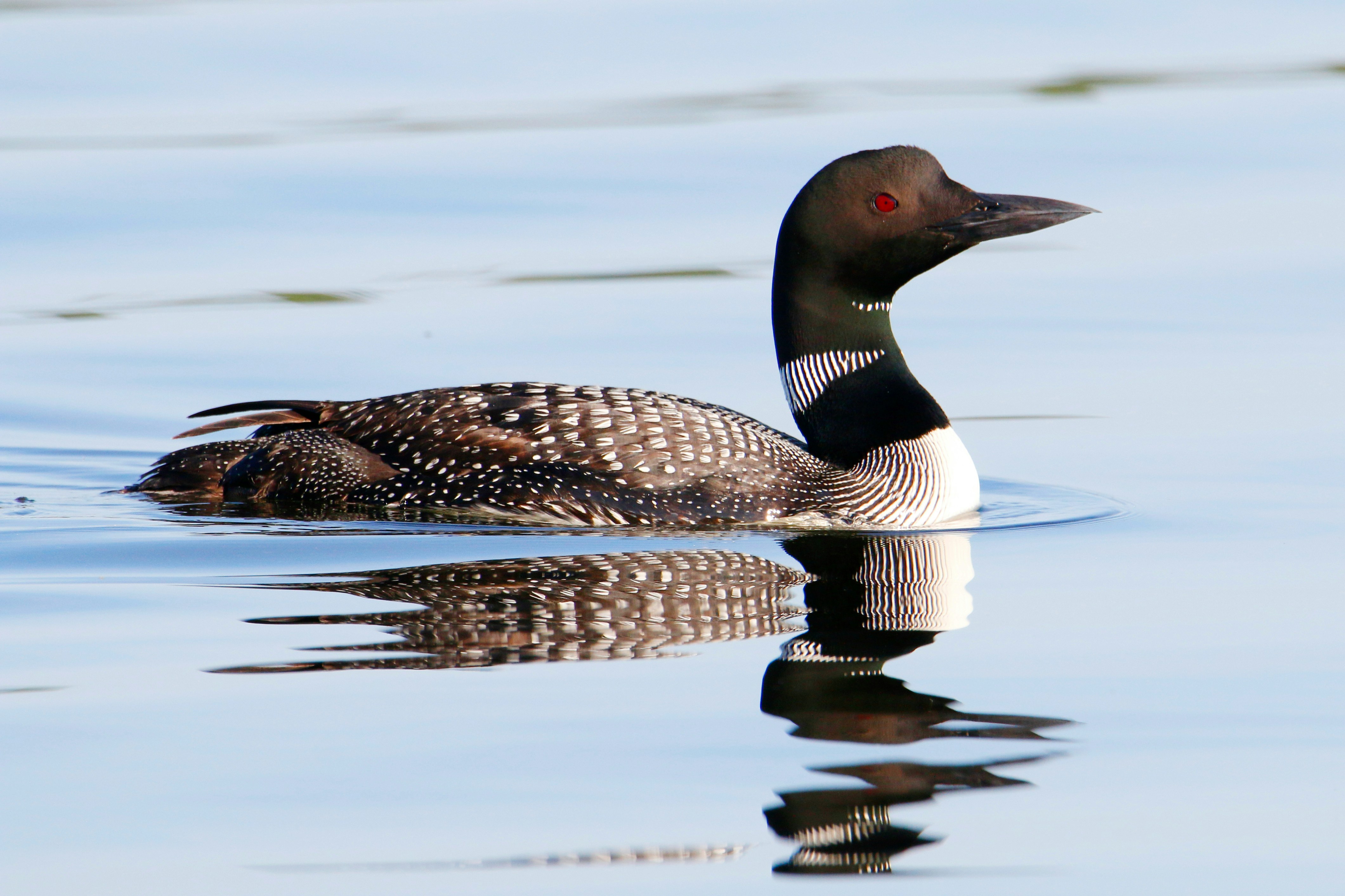 Common Loon in breeding plumage with a red eye and black-and-white checkered back, swimming on calm water with its reflection