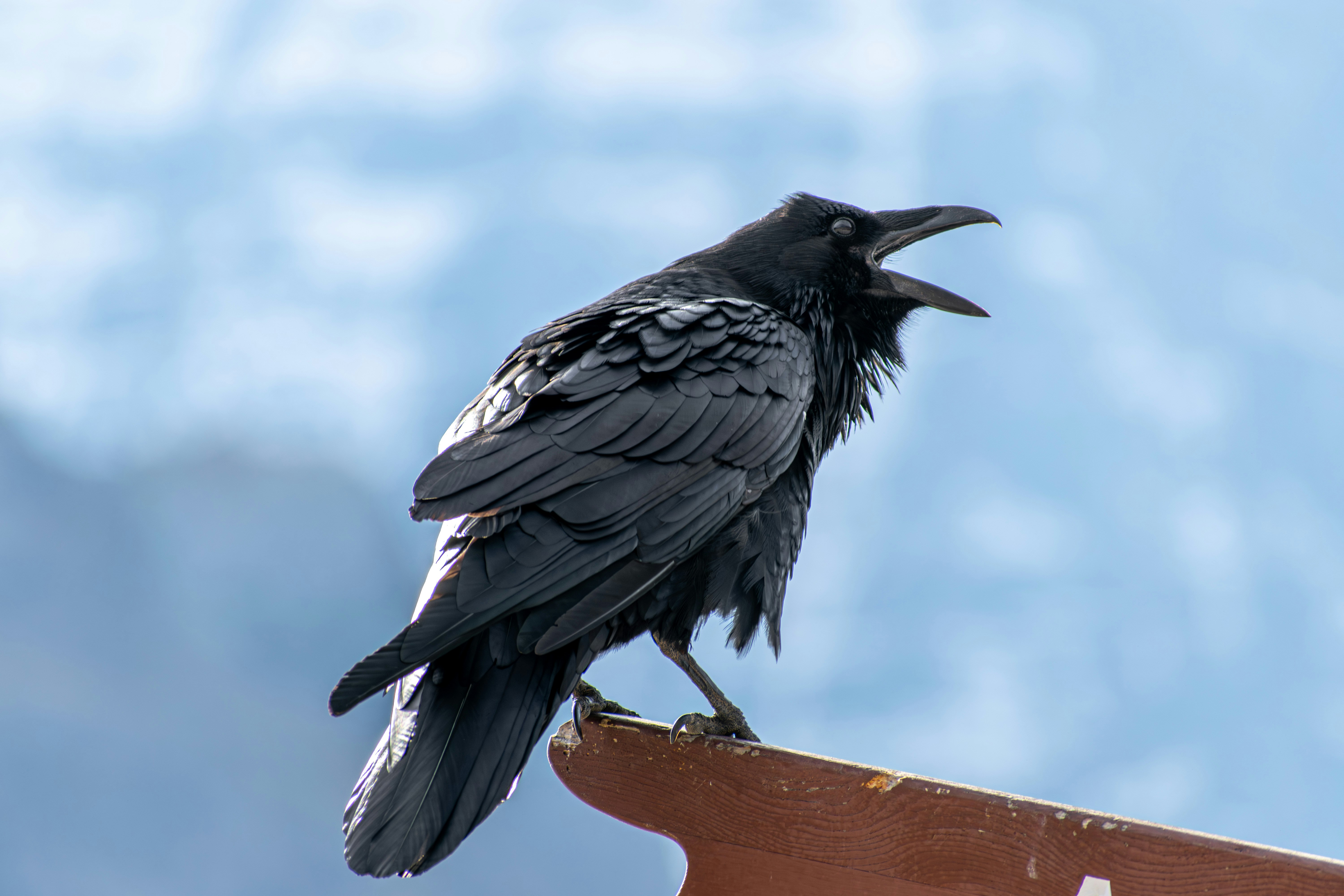 Common Raven calling with its bill open and throat feathers ruffled, perched on a wooden rail against a pale sky