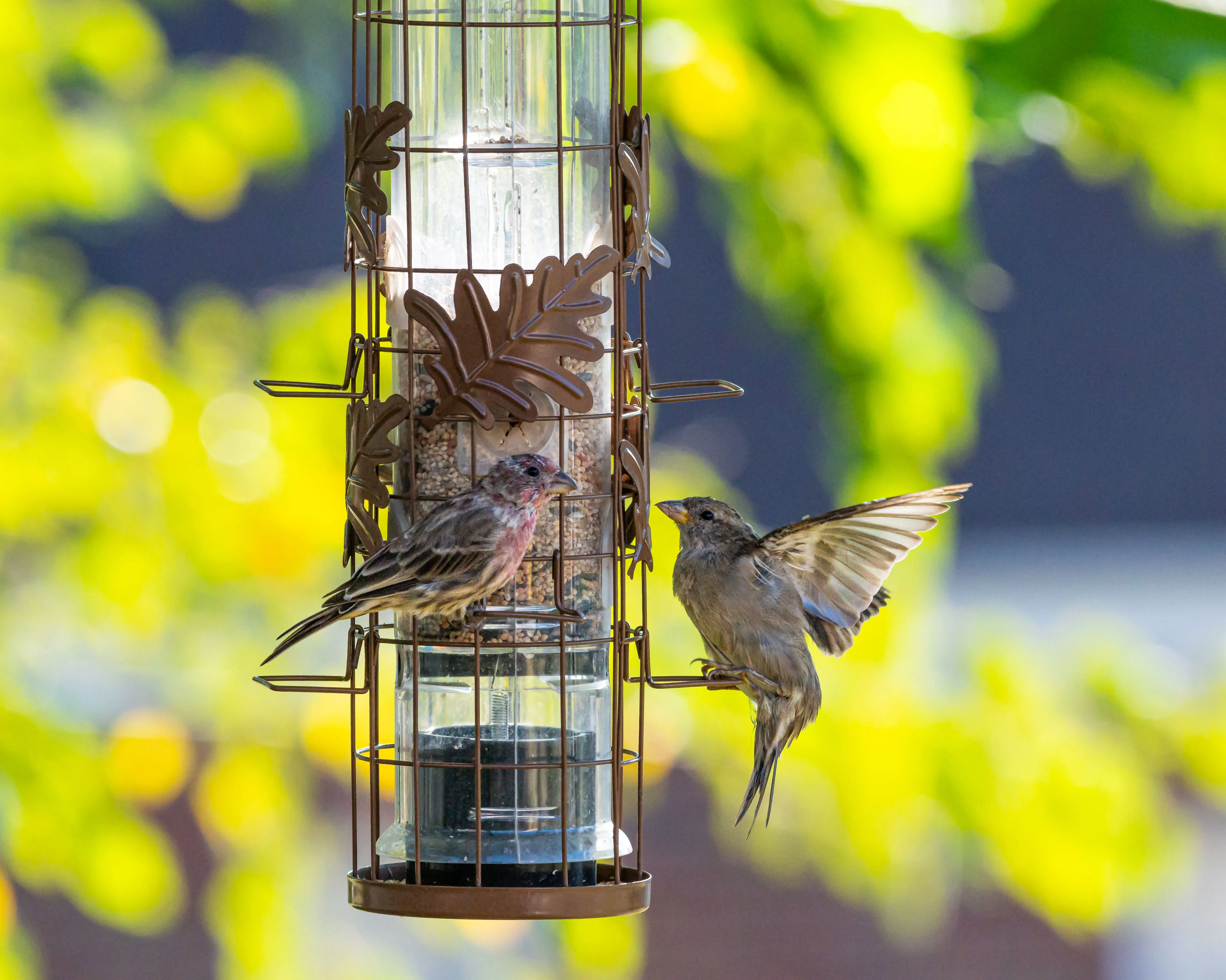 Male and female House Finches at a hanging cage-style bird feeder with green foliage in the background