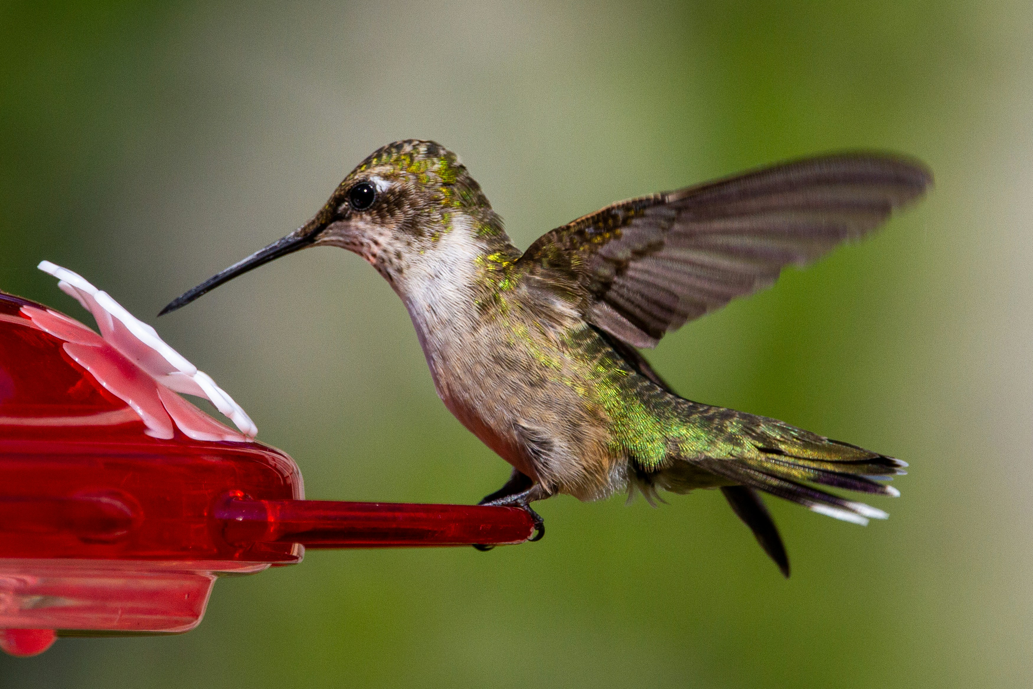 Ruby-throated hummingbird feeding at a red hummingbird feeder in a Canadian backyard