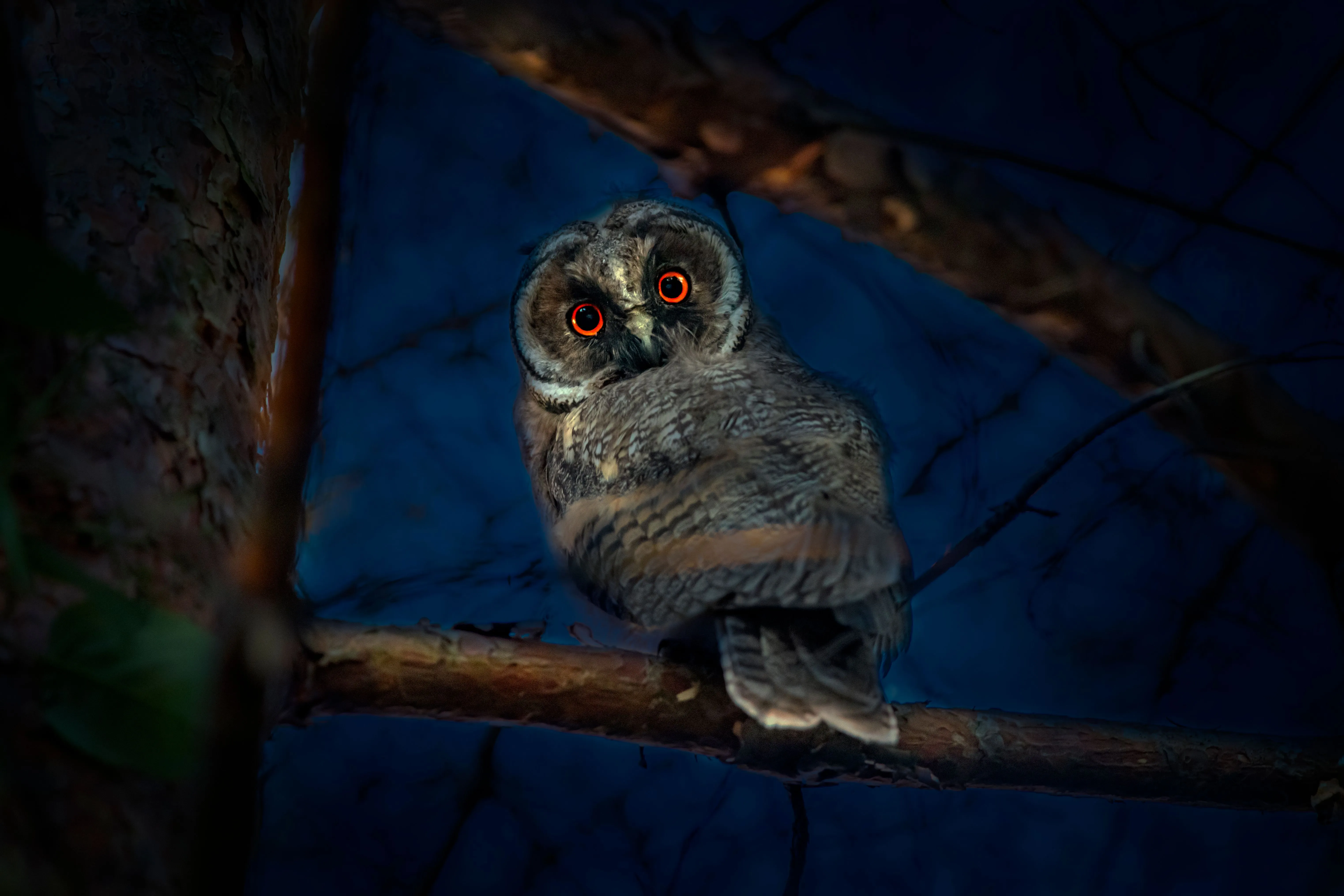 Long-eared owl perched on a branch at night with glowing red eyes illuminated by infrared light