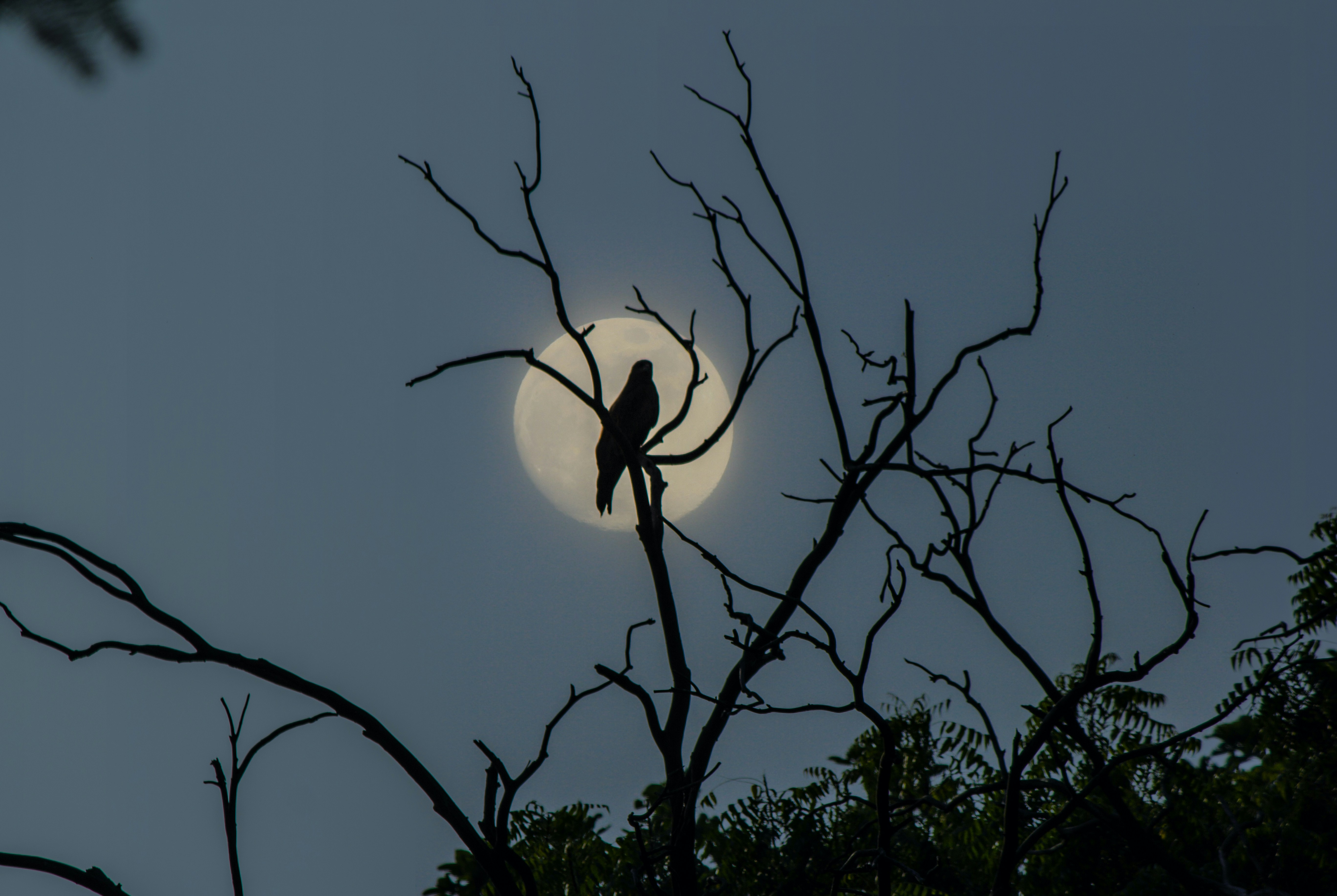 Silhouette of a bird perched on a bare branch against a full moon at night