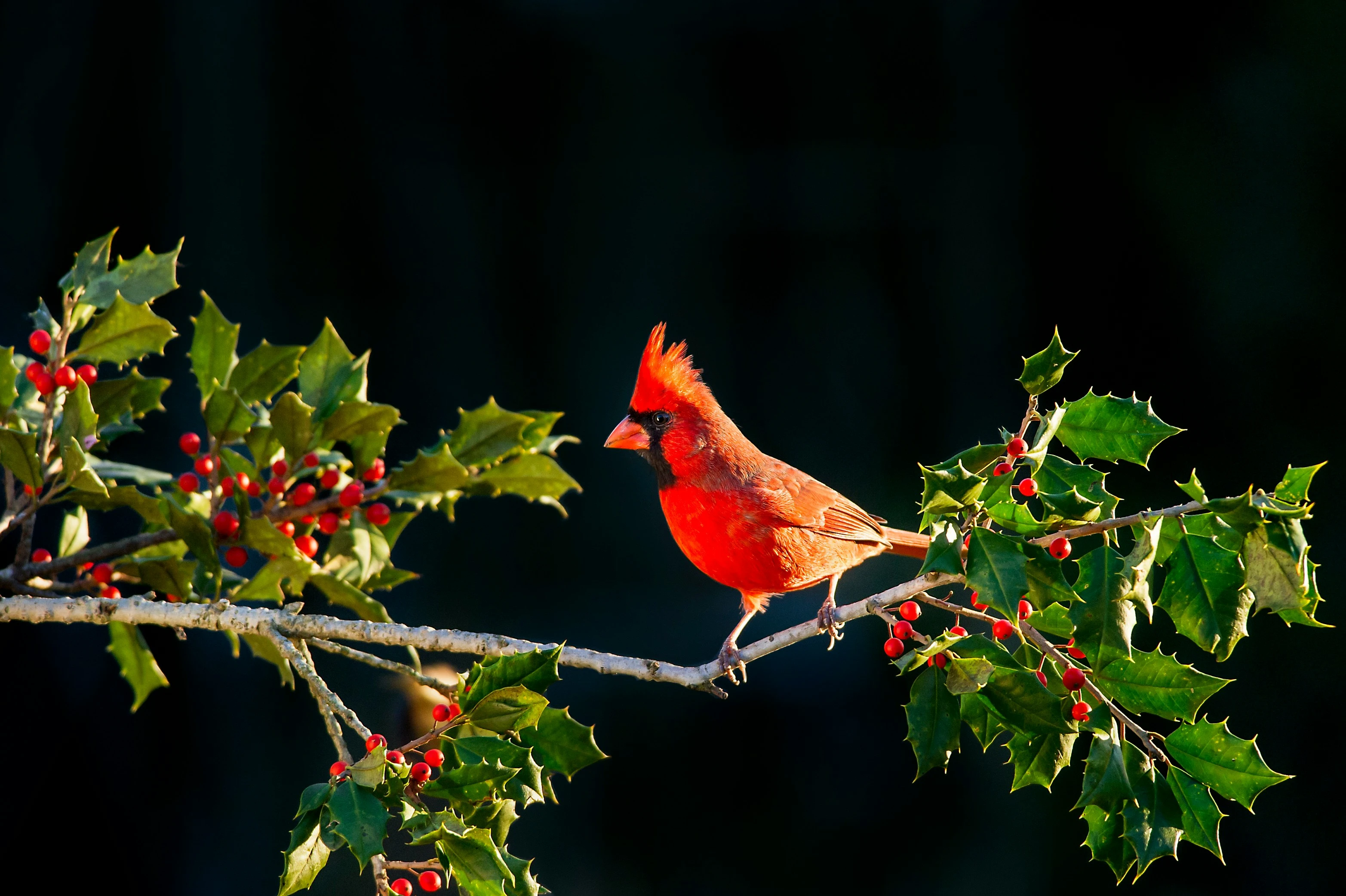 Bright red male Northern Cardinal perched on a branch