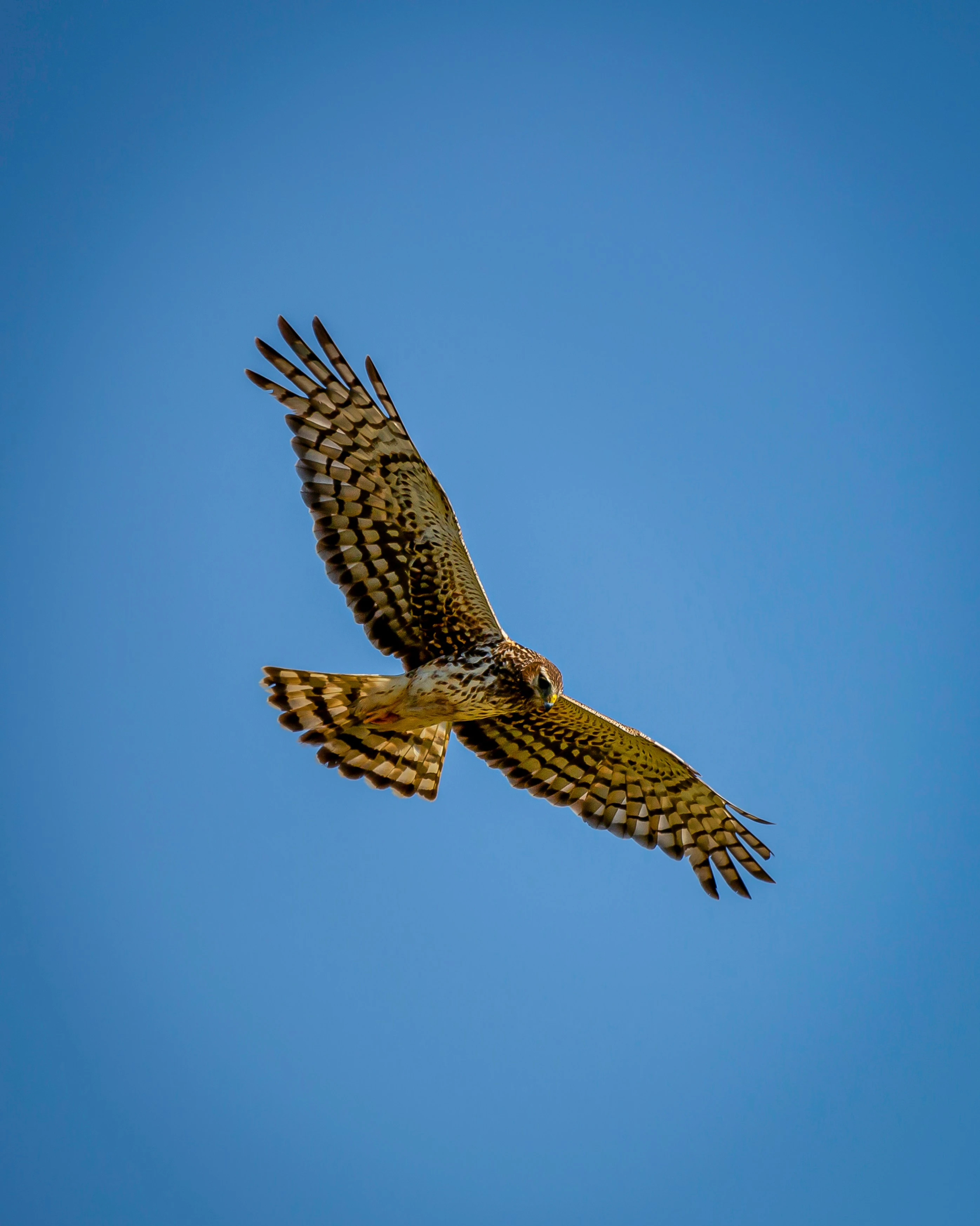 Northern Harrier in flight during migration