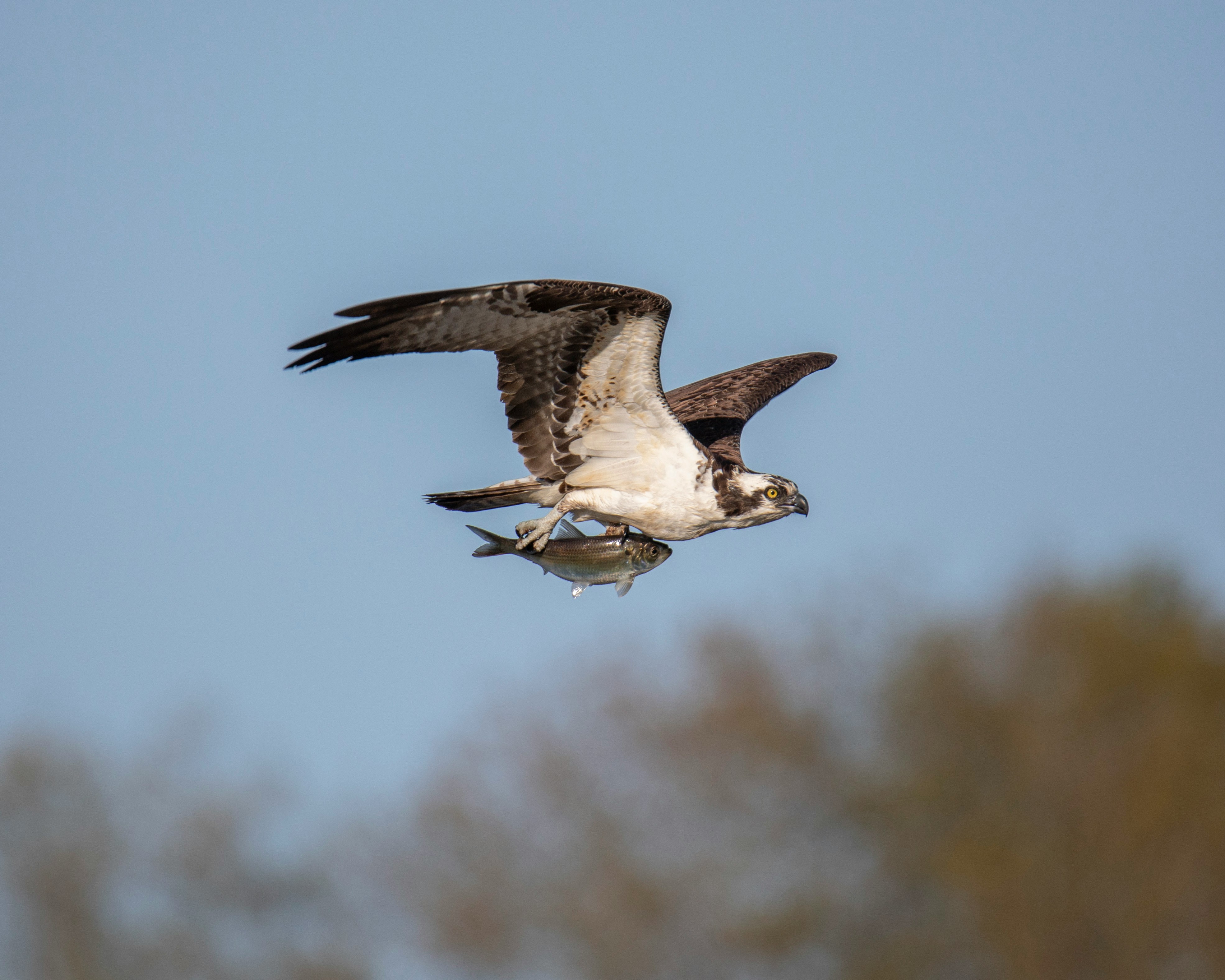 Osprey in flight gripping a freshly caught fish in its talons against a clear blue sky