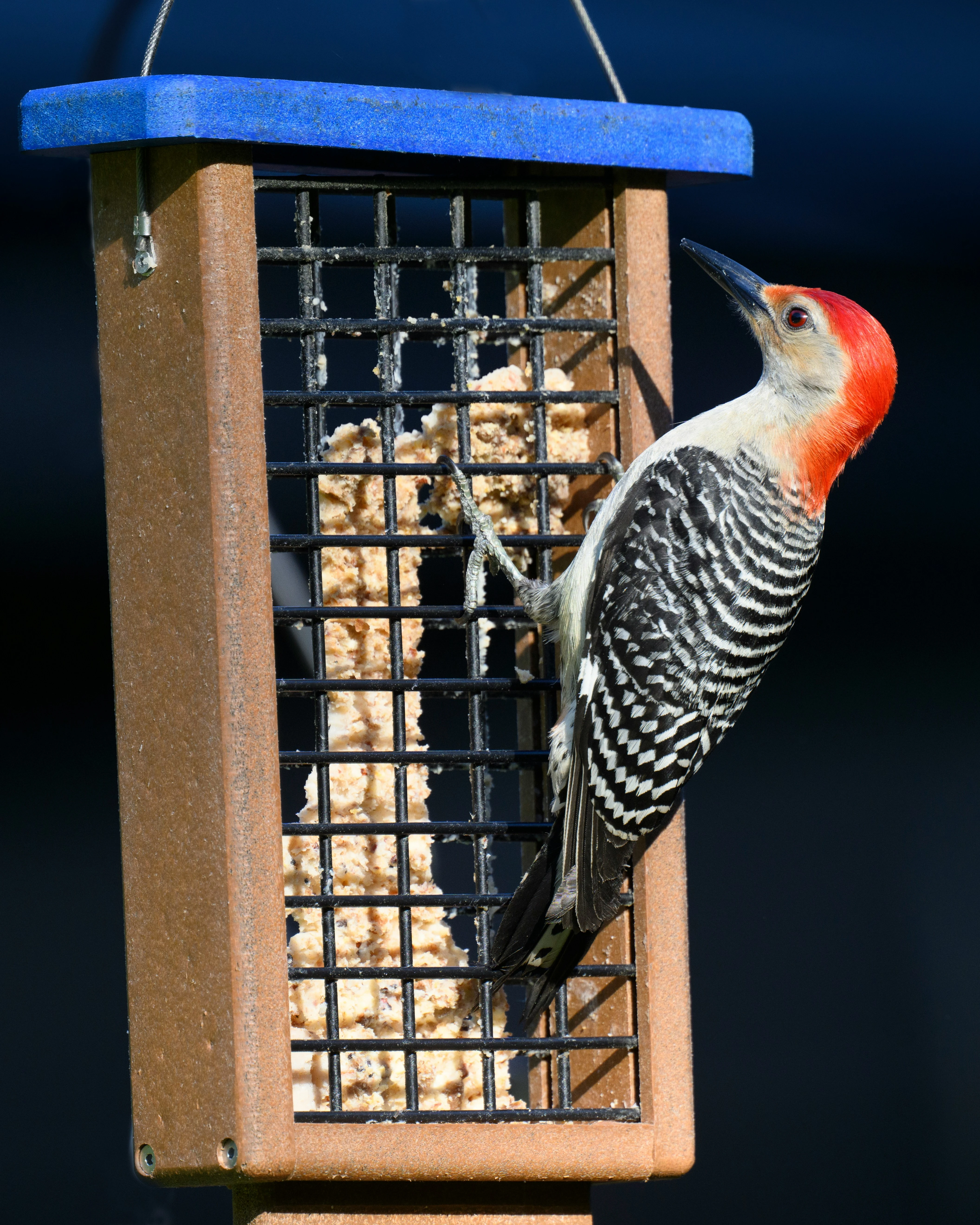 Red-bellied Woodpecker feeding at a suet cage feeder