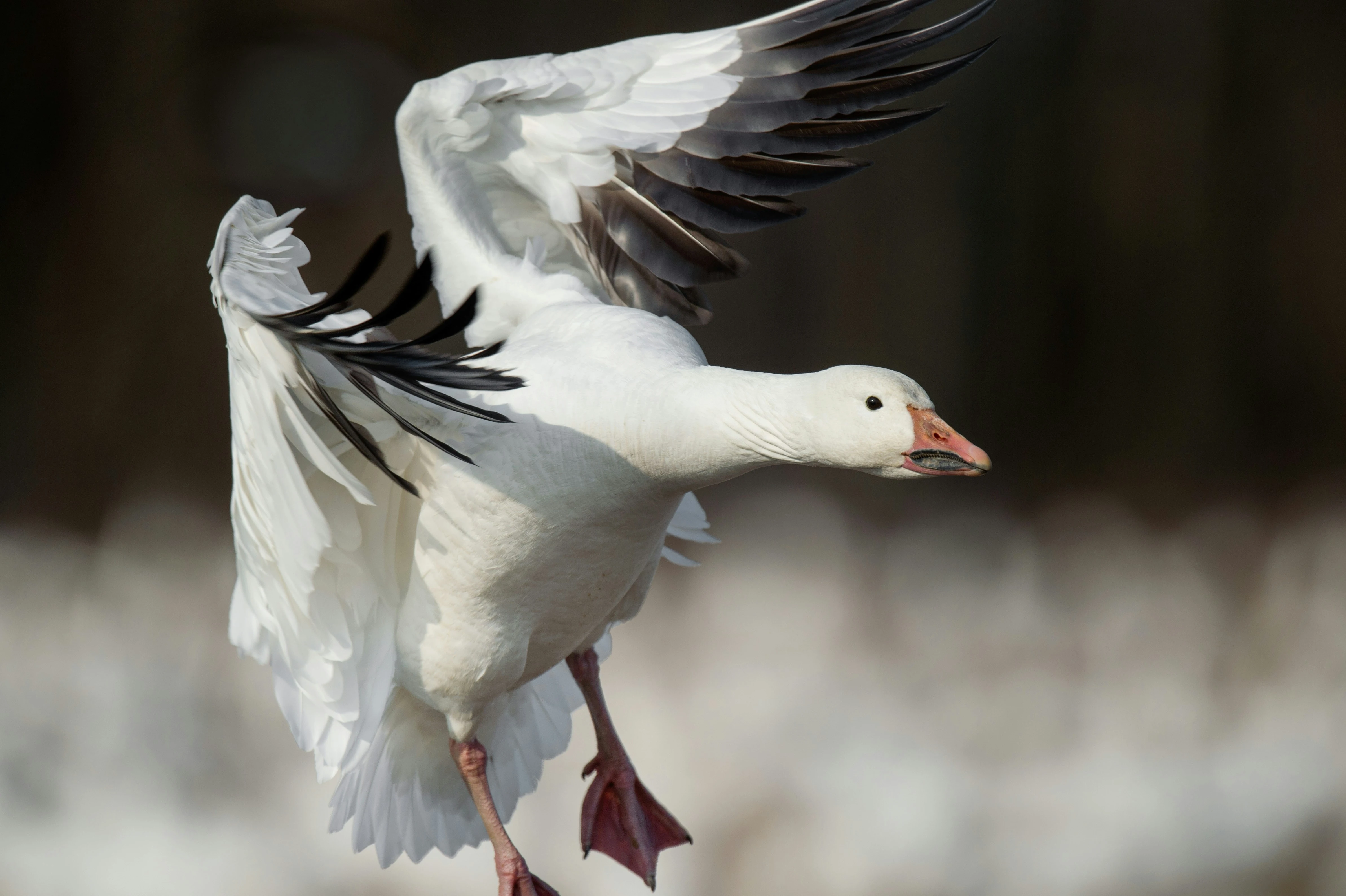 Snow Goose coming in to land at Reifel Migratory Bird Sanctuary