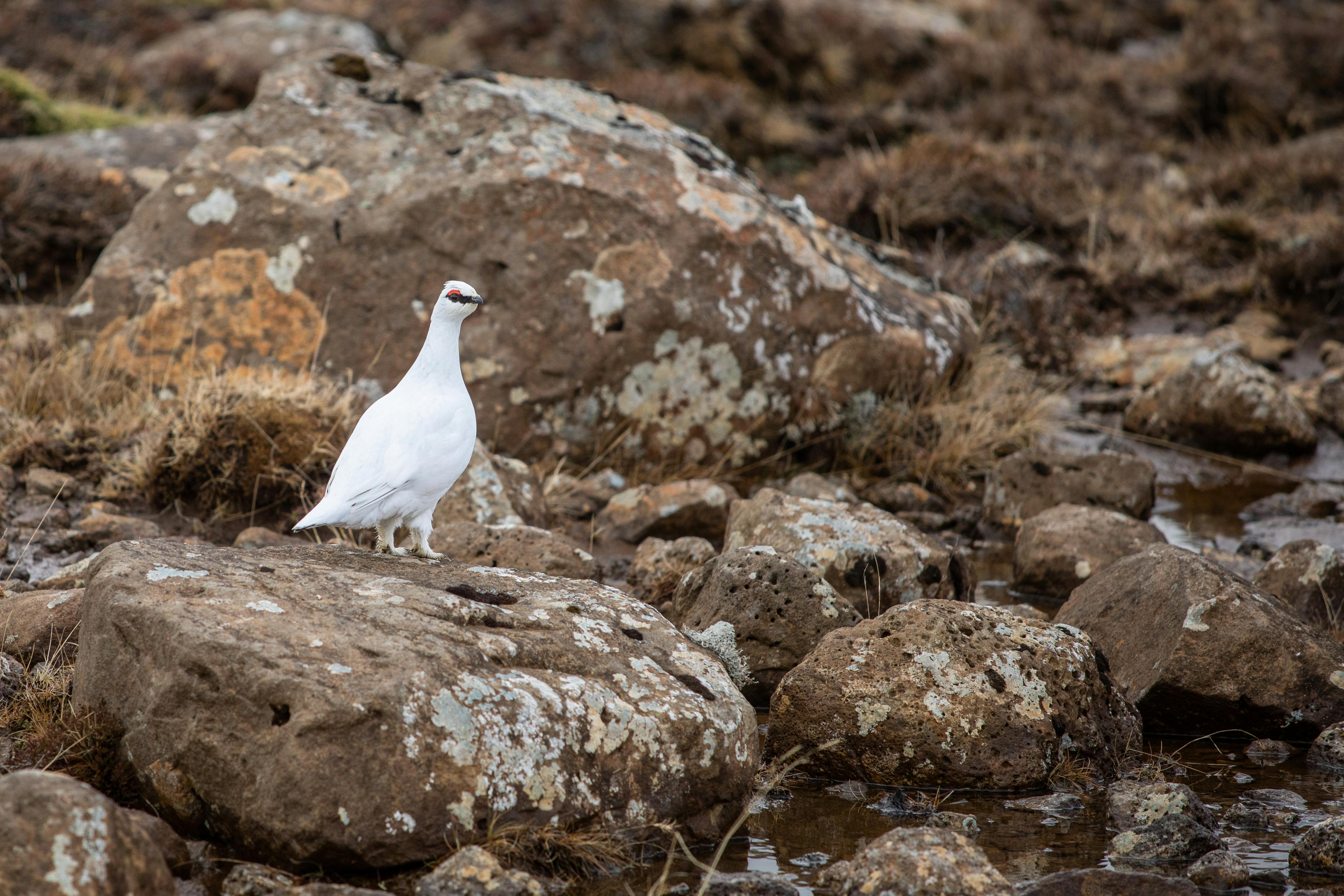 Rock Ptarmigan in white winter plumage with a black eye stripe and red comb, standing on lichen-covered rocks on the tundra