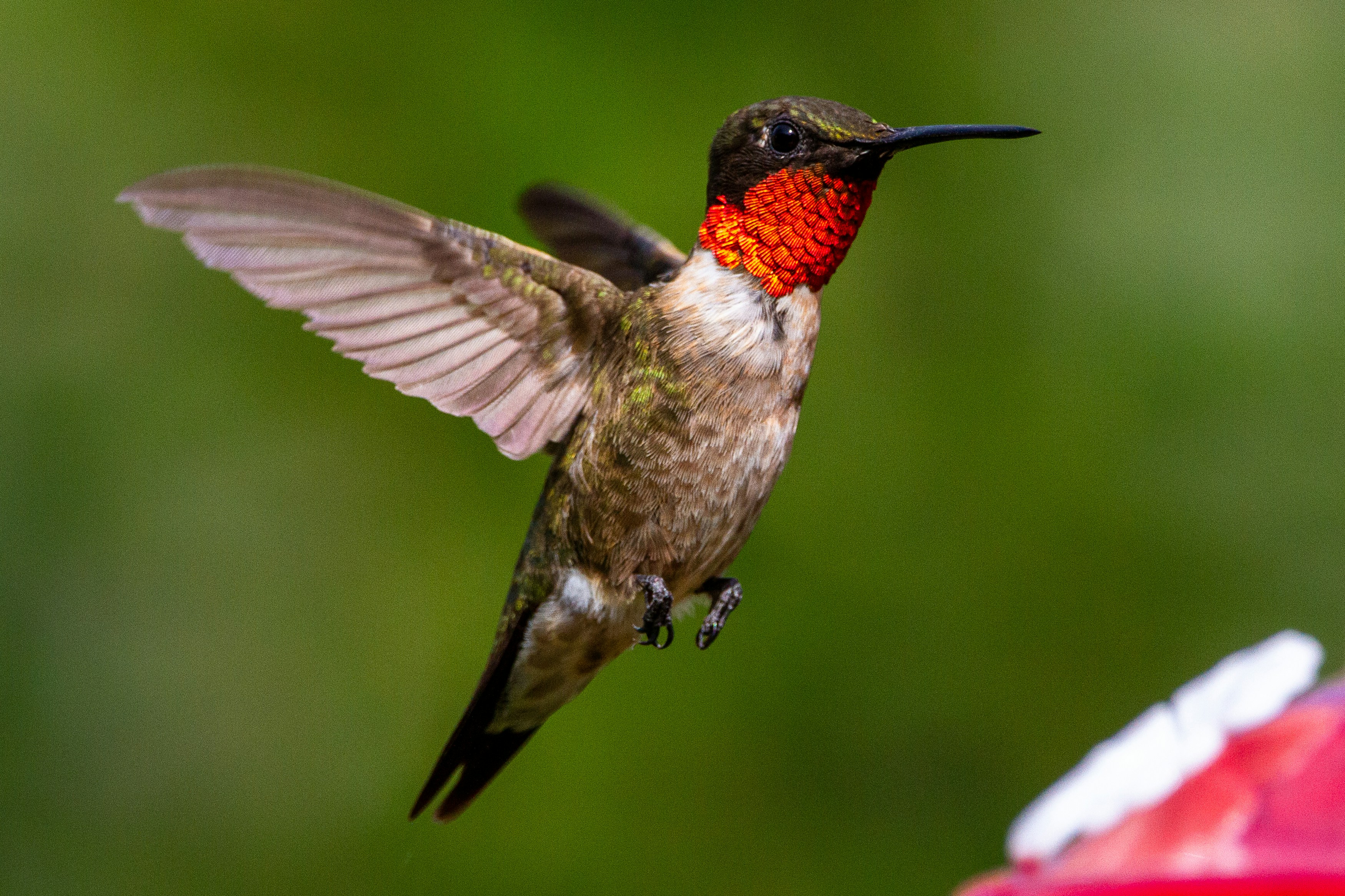 Male ruby-throated hummingbird hovering in flight with its iridescent red throat catching the light, beside a red feeder against a green background