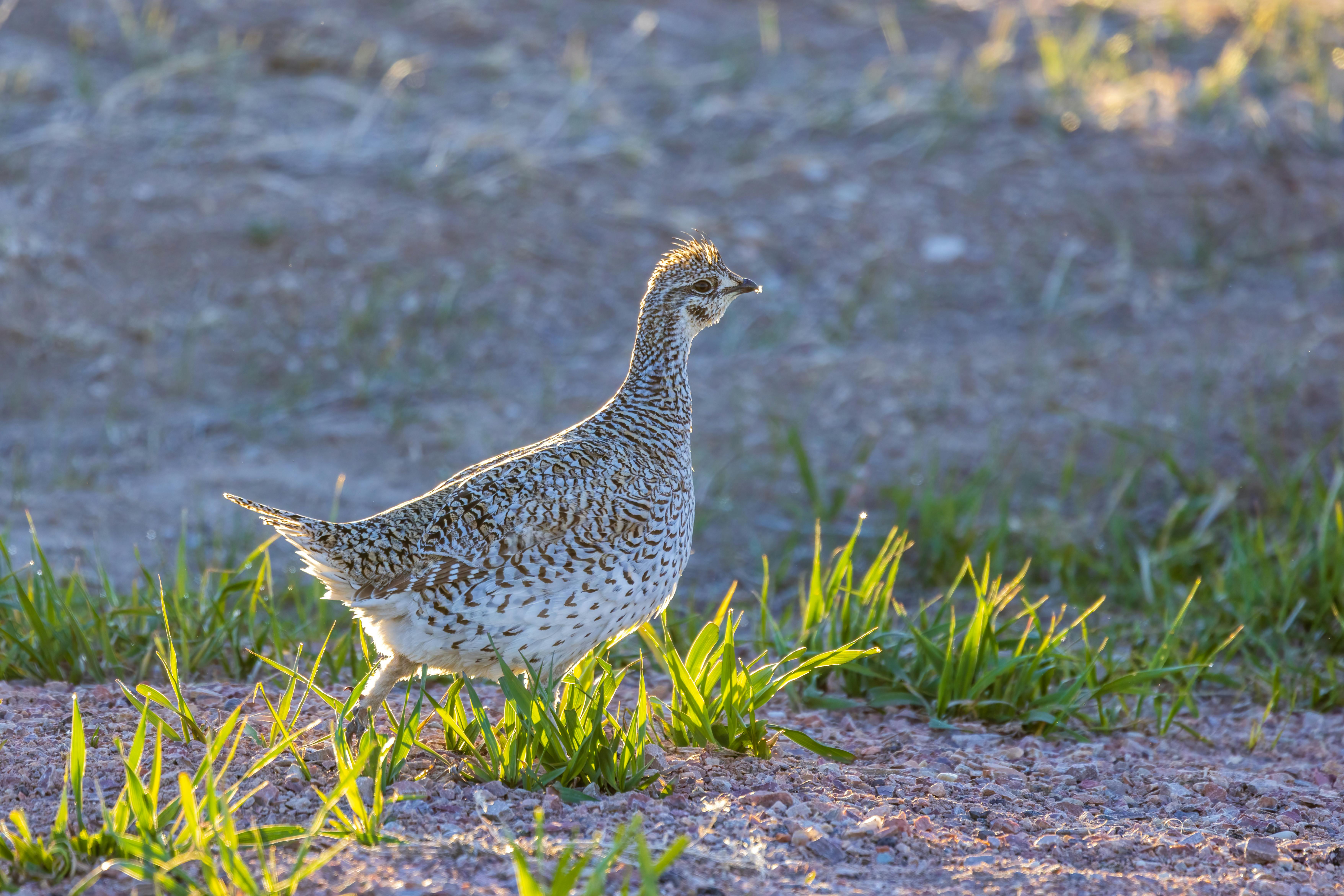 Sharp-tailed Grouse with a spotted breast and short pointed tail walking through grass at the edge of a field