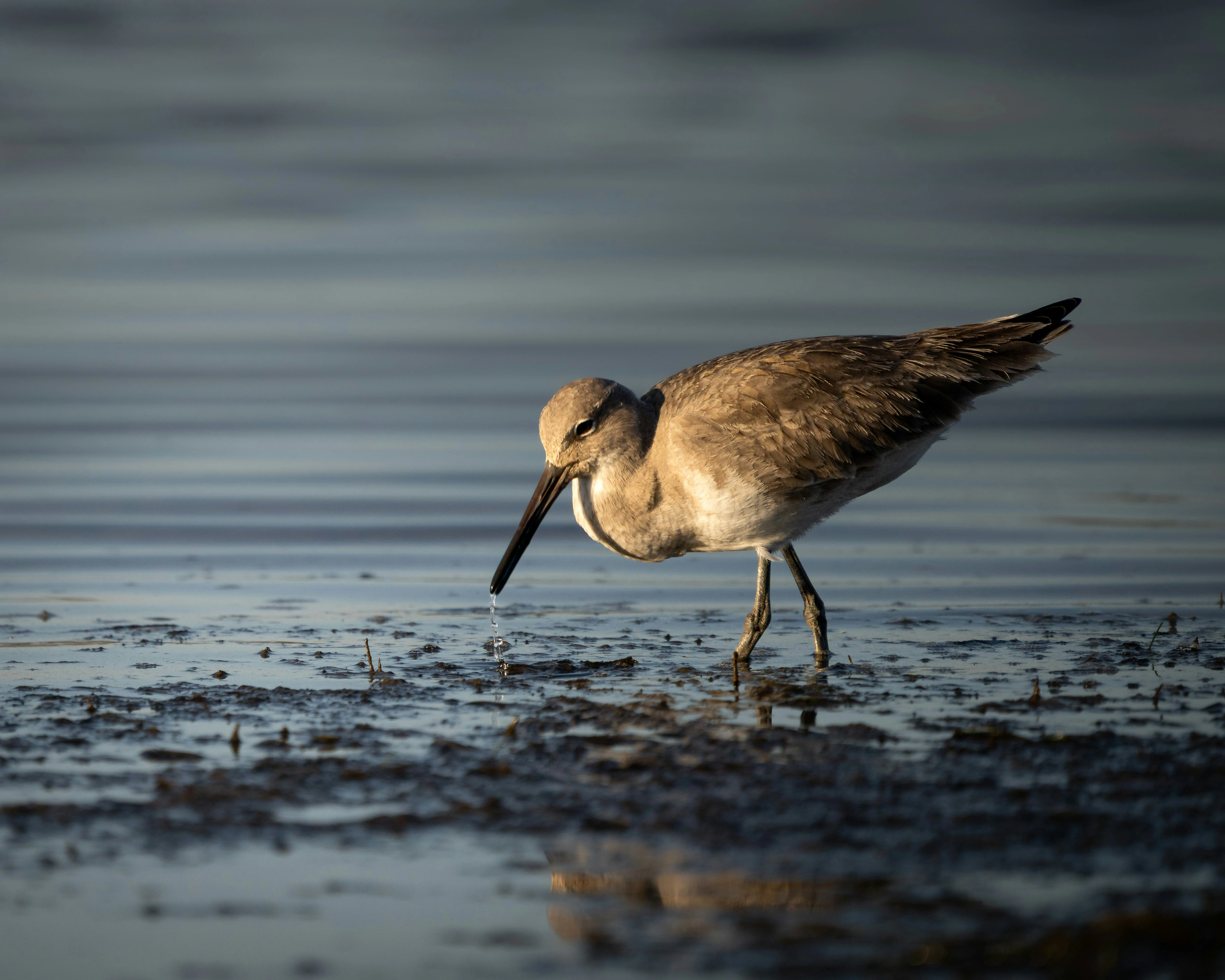 Sandpiper foraging in shallow water on a mudflat