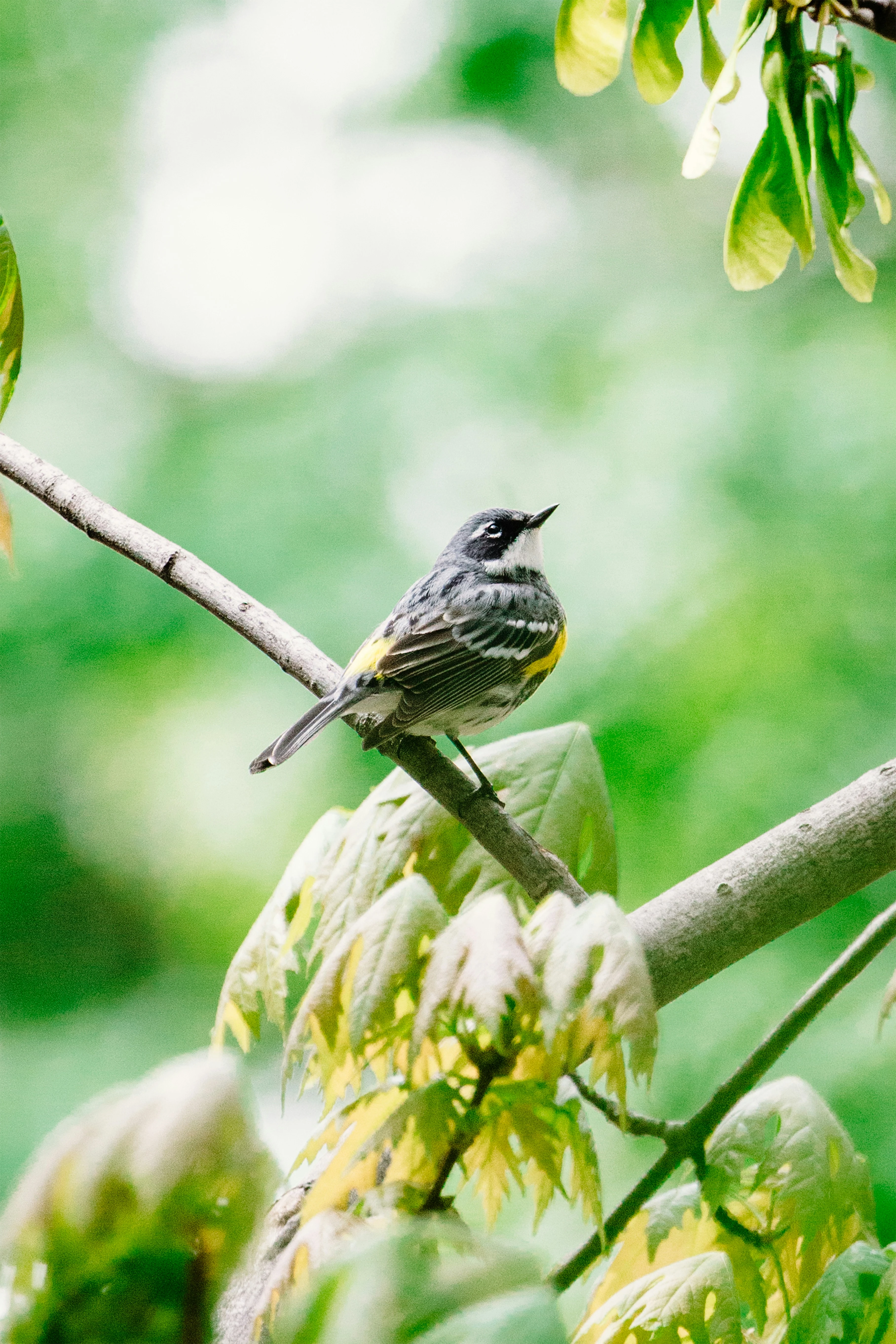 Yellow-rumped Warbler perched on a branch